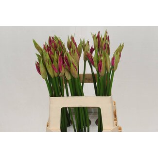 Freshy Nerine Bo Ras Van Roon