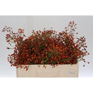 Freshy Rozenbottel Prinsberry Red