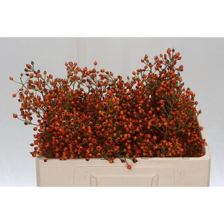 Freshy Rozenbottel Prinsberry Orange