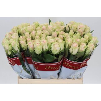Freshy Rosa Pink Athena