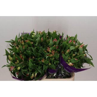 Freshy Alstroemeria Avianna