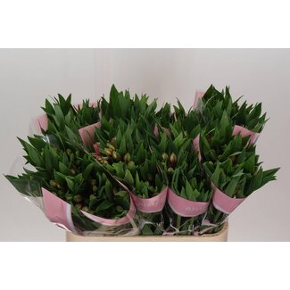 Freshy Alstroemeria Elegance