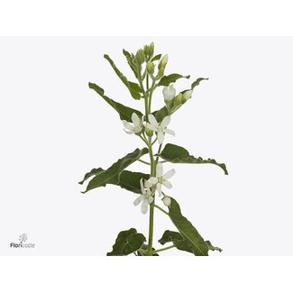 Freshy Oxypetalum Co Alba