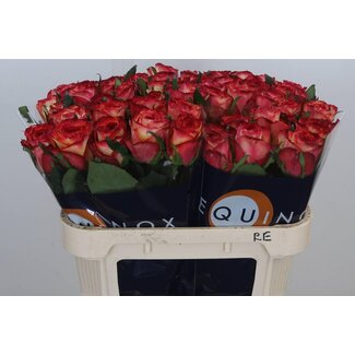 Freshy Rosa Tiger