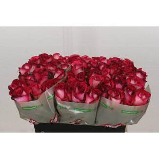 Freshy Rosa Nicoletta