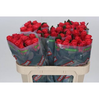 Freshy Rosa Pink Tacazzi