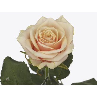 Freshy Rosa Bellini