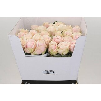 Freshy Rosa Sweet Avalanche