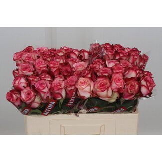 Freshy Rosa Paloma