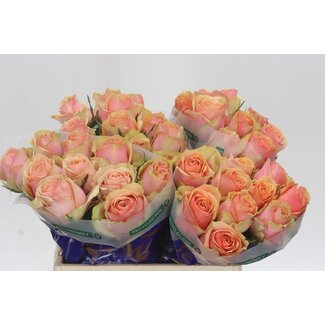 Freshy Rosa Dividend