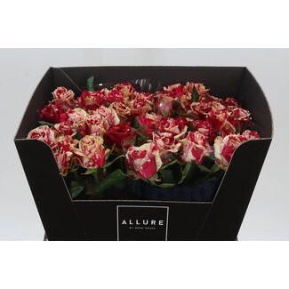 Freshy Rosa Harlequin Allure