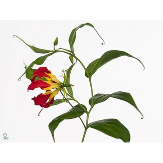 Freshy Gloriosa Piroska