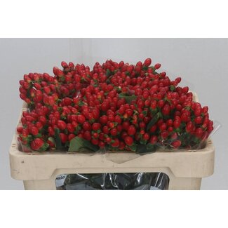 Freshy Hypericum Go Top