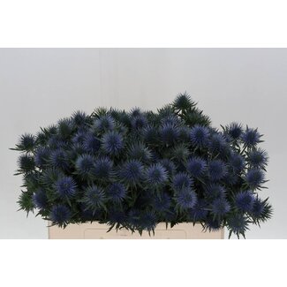 Freshy Eryngium Magnetar Qstar