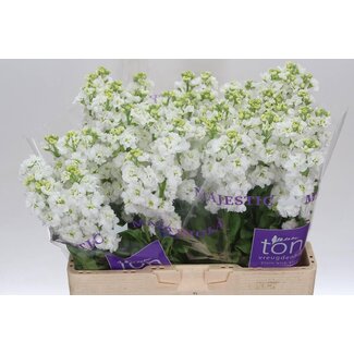 Freshy Violier Stox White