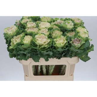 Freshy Brassica Crane Ru White