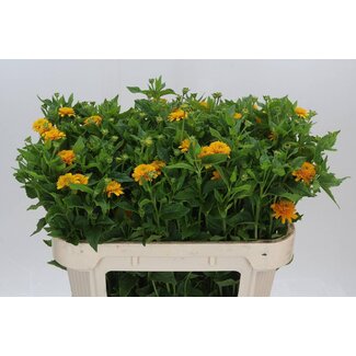 Freshy Heliopsis Hel Asahi