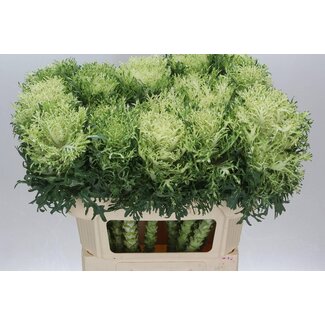 Freshy Brassica Crane Fea Snow