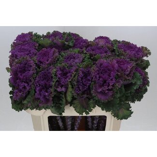 Freshy Brassica Crane Ru Red