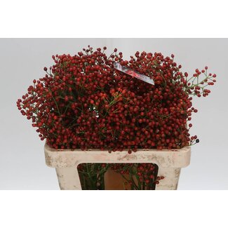 Freshy Rozenbottel Fair Jewel Red
