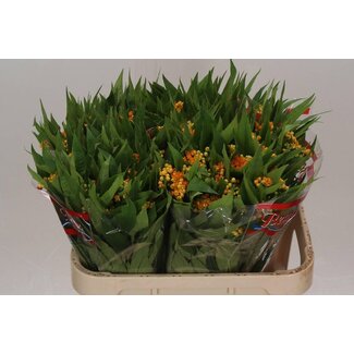 Freshy Asclepias Incarnata