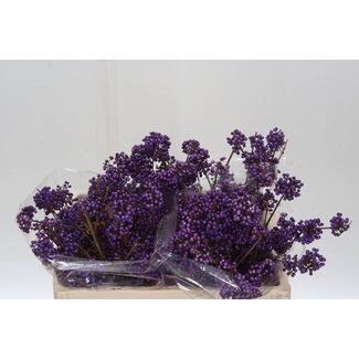 Freshy Callicarpa Bod Profu