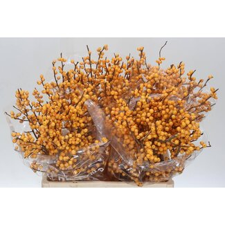 Freshy Ilex Ve Gold Verboom