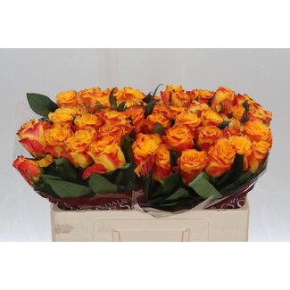 Freshy Rosa Easy Fashion