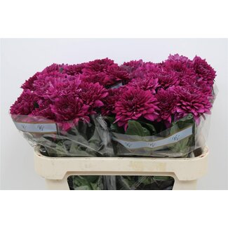 Freshy Chrysant deco Lamira
