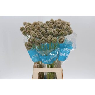 Freshy Scabiosa Stellat (zaaddoos)