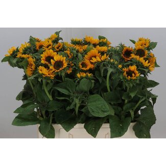 Freshy Helianthus Sonja Bio