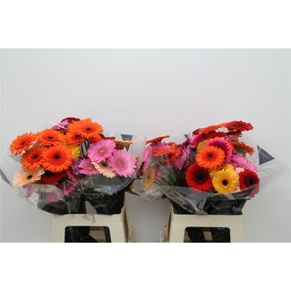 Freshy Germini * 65 Cm Gemengd x20 (kwekers Keus)