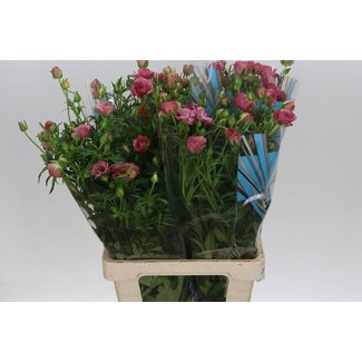 Freshy Ranunculus Butterfly Lycia