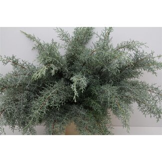 Freshy Cupressus Blue (p. bos)