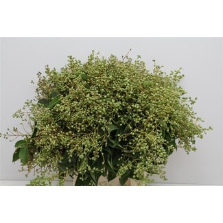 Freshy Ligustrum Troene (p. bos)
