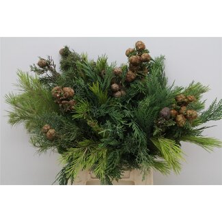 Freshy Conifeer Mix (p. bos)