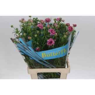 Freshy Ranunculus Butterfly Jupiter