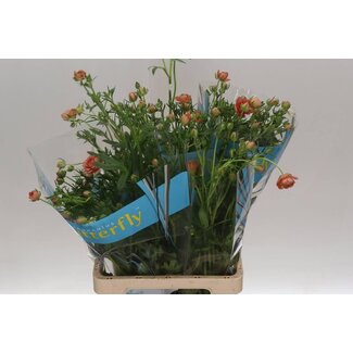 Freshy Ranunculus Butterfly Eris
