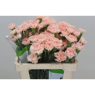 Freshy Anjer Funza Kort Peach Novia