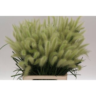 Freshy Pennisetum Alo Blondie