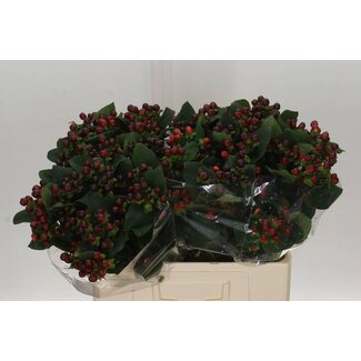 Freshy Hypericum Coco Montana