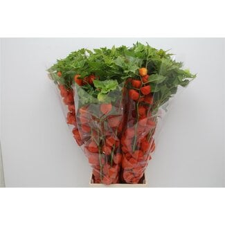 Freshy Physalis lampion X10