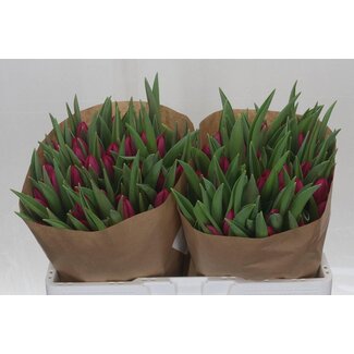 Freshy Tulp enkel Pink Ardour