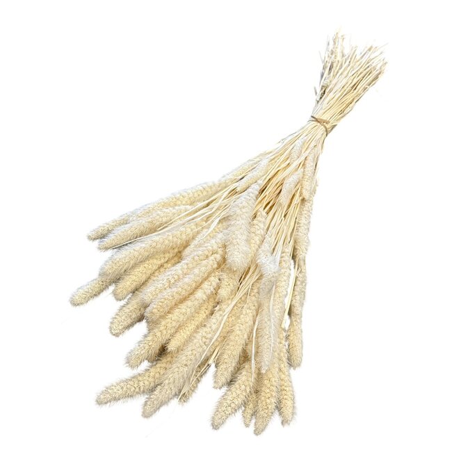 Gedroogde Gebleekte Setaria | Kleur: Wit | Setarea Droogbloemen | Lengte ± 60 centimeter | Gewicht 150 gram | Per bos