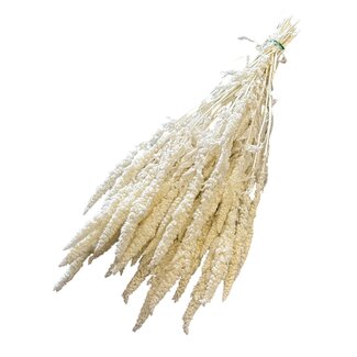 Casa Alegria Preserved Amaranthus Cruentus | Colour: Bleached White | Amaranthus Dried Flowers | Length ± 50 centimetres | Weight 125 grams | Per bunch