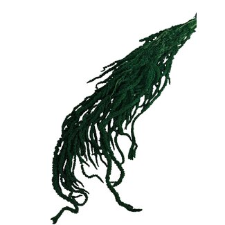 Casa Alegria Amaranthus Caudatus Preserved | Green | 125 gr | 65 cm