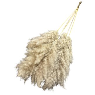 Dutch Dried Plumes de pampas séchées | Couleur : blanc naturel | Fleurs séchées de pampas | Longueur ± 100 centimètres | 5 tiges par bouquet | Par bouquet