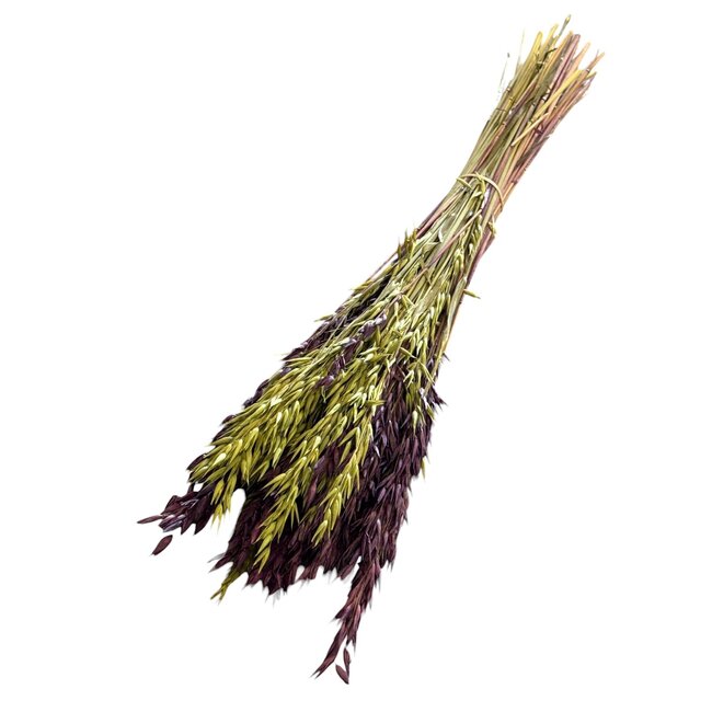 Strauß Getrockneter Hafer | Farbe: Lila Grün | Avena Trockenblumen | Länge ± 70 Zentimeter | Gewicht 150 Gramm | Pro Strauß