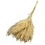 Getrockneter Miscanthus | Farbe: Natur | Miscanthus Trockenblumen | Länge ± 70 centimeter | 10 Stiele pro Bund | Pro Bund