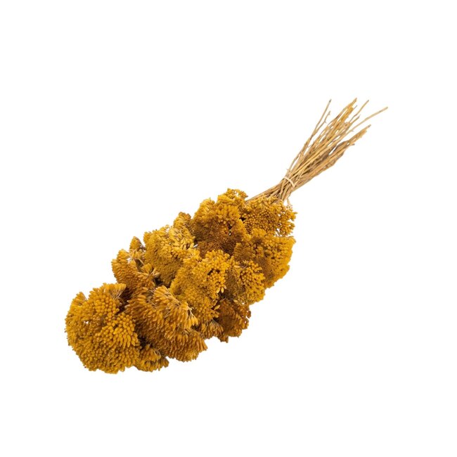 Achillea Filipendulina séchée | Couleur : Jaune | Fleurs séchées d’Achillea | Longueur ± 65 centimètres | 12 tiges par botte | Par botte